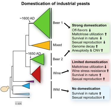Domestication and Divergence of Saccharomyces cerevisiae Beer Yeasts