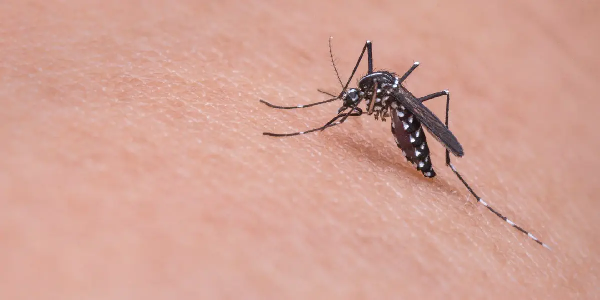 Beber cerveja aumenta probabilidade de ser picado por mosquitos