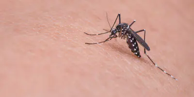 mosquito.jpg