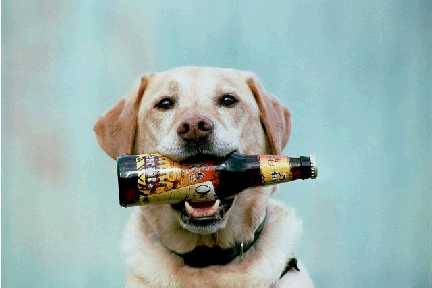 Dog with beer