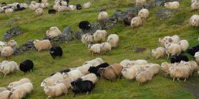 Ovelhas-Islandia.jpg