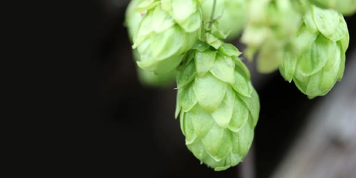 Estudo diz que cervejas com mais lúpulo são melhores para o fígado