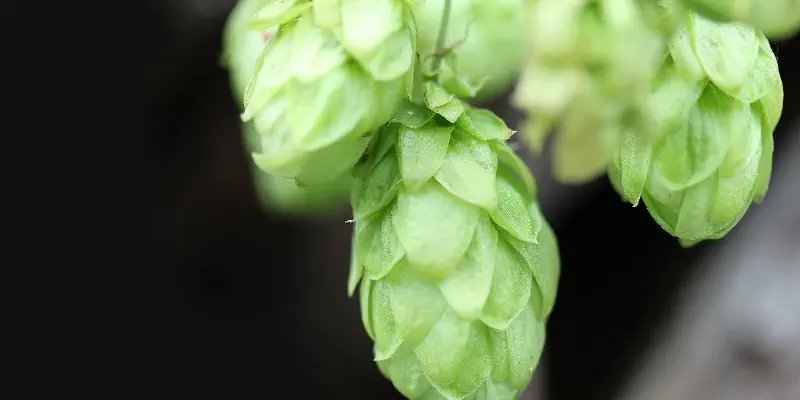 Estudo diz que cervejas com mais lúpulo são melhores para o fígado