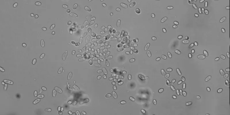 Cientistas criam novos tipos de leveduras de cerveja