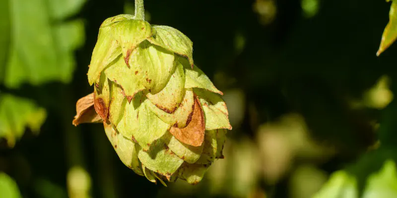 Cientistas produzem cerveja sem lúpulo mas com sabor e aroma equivalente