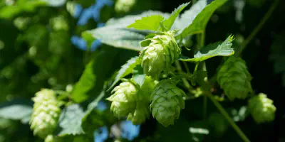 hop-vines-409870.jpg