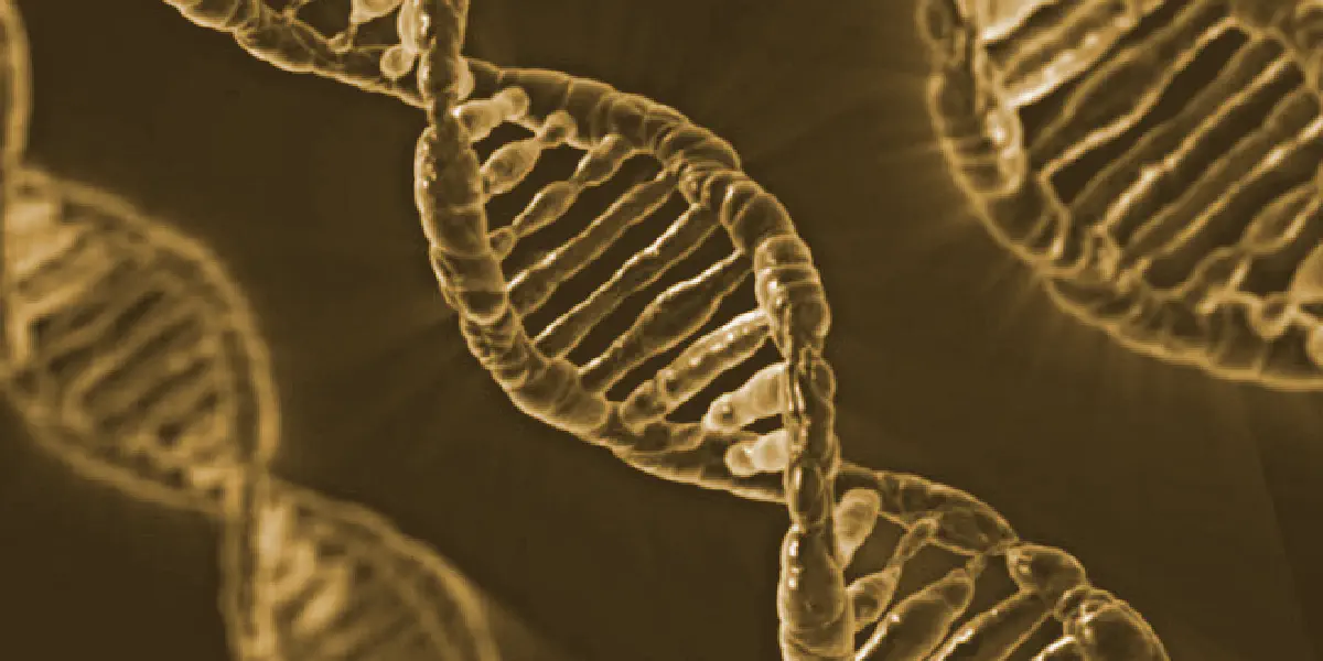 Genes decisivos na percepção do sabor do álcool