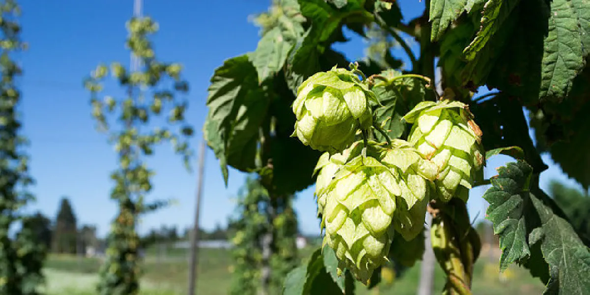 Temperaturas elevadas ameaçam lúpulo da cerveja artesanal